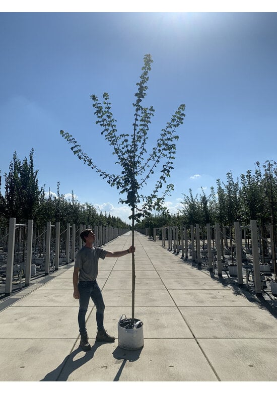 Feldahorn Hochstamm | Acer campestre