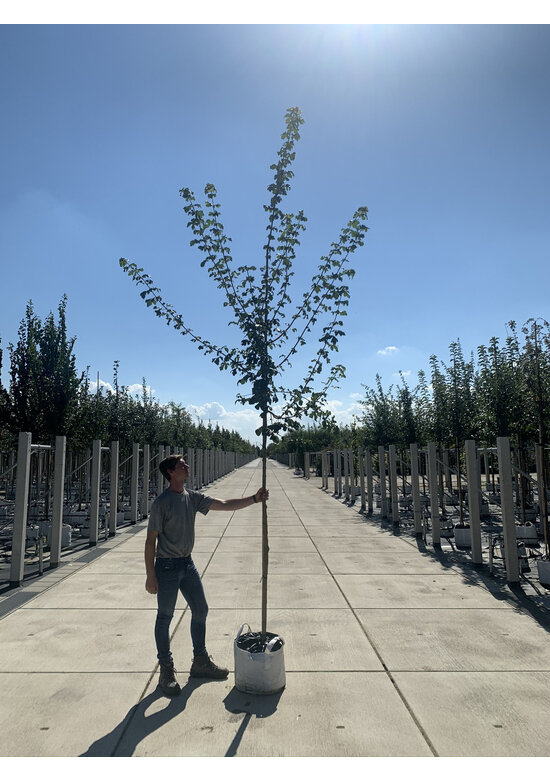 Feldahorn | Acer campestre