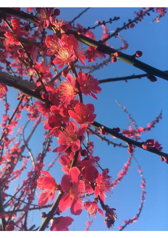 Japanische Zieraprikose 'Beni-chi-dori' | Prunus mume 'Beni-chi-dori'