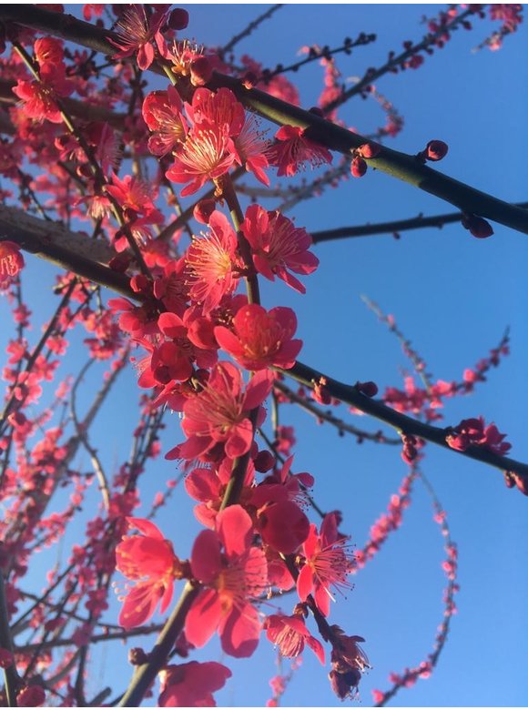 Japanische Zieraprikose 'Beni-chi-dori' | Prunus mume 'Beni-chi-dori' Japanische Zieraprikose 'Beni-chi-dori' | Prunus mume 'Beni-chi-dori'