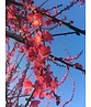 Japanische Zieraprikose 'Beni-chi-dori' | Prunus mume 'Beni-chi-dori' Japanische Zieraprikose 'Beni-chi-dori' | Prunus mume 'Beni-chi-dori'