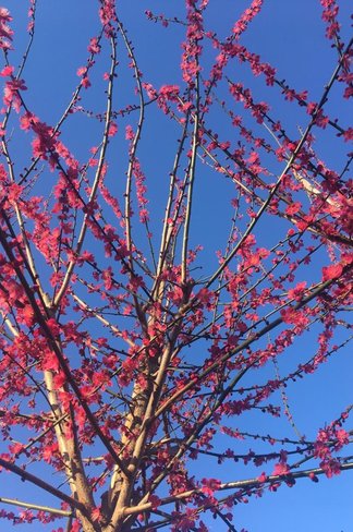 Japanische Zieraprikose 'Beni-chi-dori' | Prunus mume 'Beni-chi-dori' Japanische Zieraprikose 'Beni-chi-dori' | Prunus mume 'Beni-chi-dori'