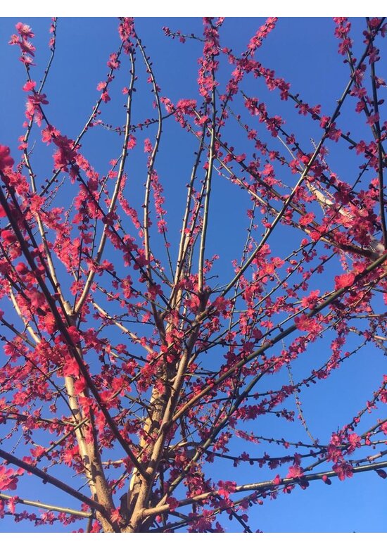 Japanische Zieraprikose 'Beni-chi-dori' | Prunus mume 'Beni-chi-dori'