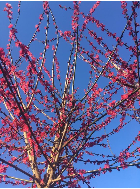 Japanische Zieraprikose 'Beni-chi-dori' | Prunus mume 'Beni-chi-dori' Japanische Zieraprikose 'Beni-chi-dori' | Prunus mume 'Beni-chi-dori'