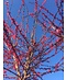 Venovi GmbH Japanische Zieraprikose 'Beni-chi-dori' | Prunus mume 'Beni-chi-dori'