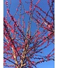 Japanische Zieraprikose 'Beni-chi-dori' | Prunus mume 'Beni-chi-dori' Japanische Zieraprikose 'Beni-chi-dori' | Prunus mume 'Beni-chi-dori'