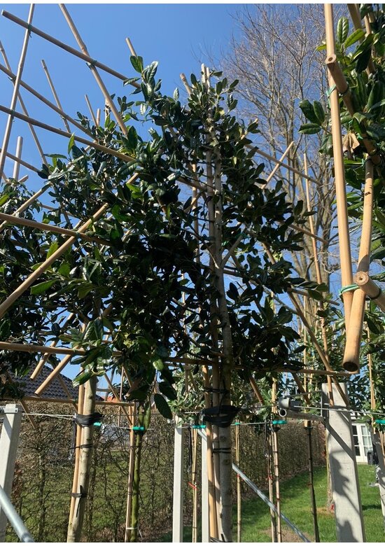 Stechpalme 'Nellie R.Stevens' - Spalierbaum | Ilex mutchagara 'Nellie R.Stevens'