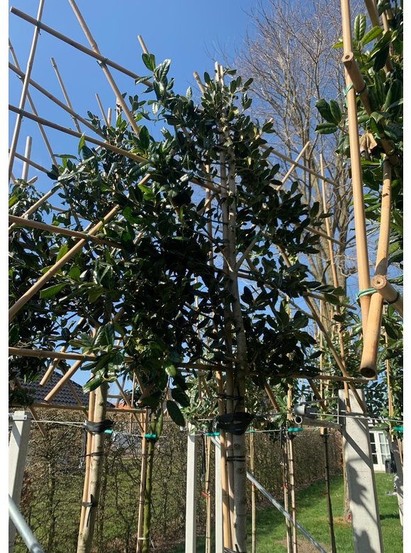 Stechpalme 'Nellie R.Stevens' - Spalierbaum | Ilex mutchagara 'Nellie R.Stevens' Stechpalme 'Nellie R.Stevens' - Spalierbaum | Ilex mutchagara 'Nellie R.Stevens'