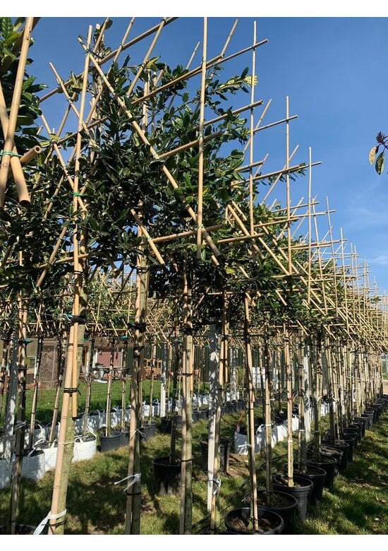 Stechpalme Spalier | Ilex mutchagara 'Nellie R.Stevens'