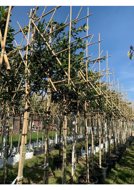 Stechpalme 'Nellie R.Stevens' - Spalierbaum | Ilex mutchagara 'Nellie R.Stevens'