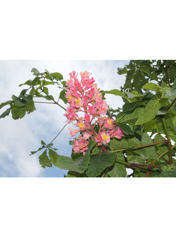 Rotblühende Edelkastanie - Scharlachkastanie - Rosskastanie 'Briotii' | Aesculus carnea 'Briotii' Rotblühende Edelkastanie - Scharlachkastanie - Rosskastanie 'Briotii' | Aesculus carnea 'Briotii'
