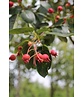 Felsenbirne 'Ballerina' | Amelanchier 'Ballerina'