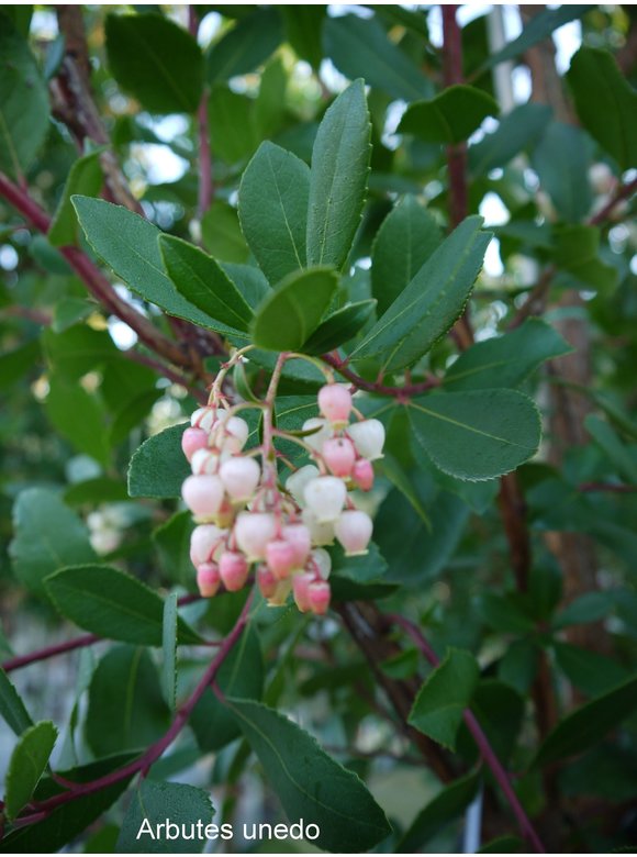 Erdbeerbaum - Westlicher Erdbeerbaum | Arbutus unedo Erdbeerbaum - Westlicher Erdbeerbaum | Arbutus unedo