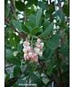 Erdbeerbaum | Arbutus unedo