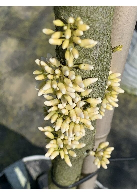 Kanadischer Judasbaum 'Royal White' | Cercis canadensis 'Royal White'