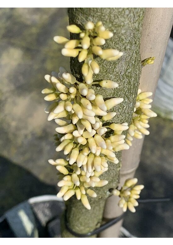 Kanadischer Judasbaum 'Royal White' | Cercis canadensis 'Royal White'