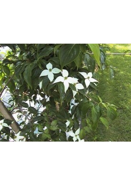 Chinesischer Blumen-Hartriegel 'Chinensis' | Cornus kousa 'Chinensis'