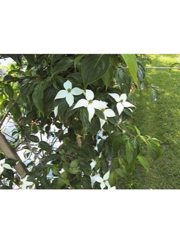Chinesischer Blumen-Hartriegel 'Chinensis' | Cornus kousa 'Chinensis' Chinesischer Blumen-Hartriegel 'Chinensis' | Cornus kousa 'Chinensis'