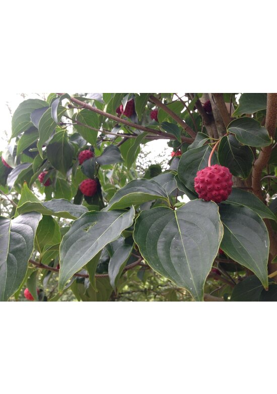 Chinesischer Blumen-Hartriegel 'Chinensis' | Cornus kousa 'Chinensis'