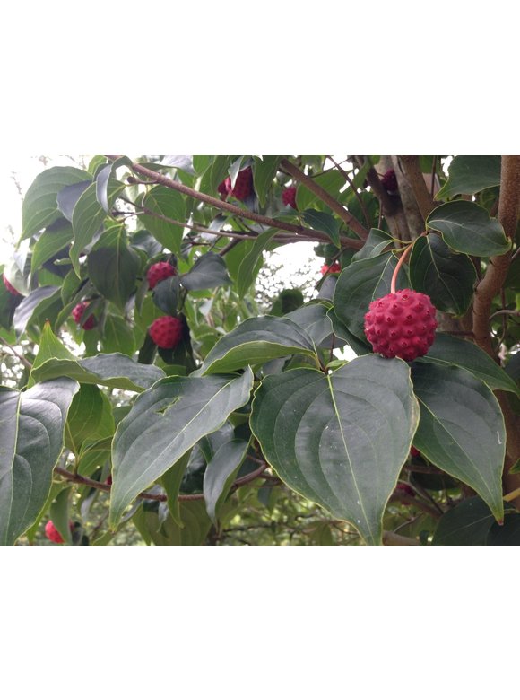 Chinesischer Blumen-Hartriegel 'Chinensis' | Cornus kousa 'Chinensis' Chinesischer Blumen-Hartriegel 'Chinensis' | Cornus kousa 'Chinensis'