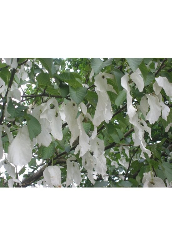 Taschentuchbaum | Davidia involucrata