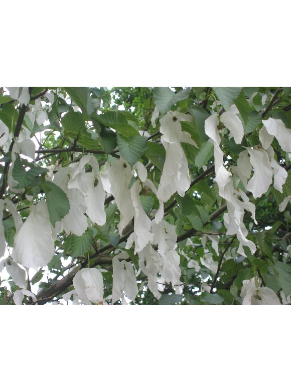 Taschentuchbaum - Taubenbaum | Davidia involucrata Taschentuchbaum - Taubenbaum | Davidia involucrata