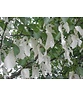 Taschentuchbaum | Davidia involucrata