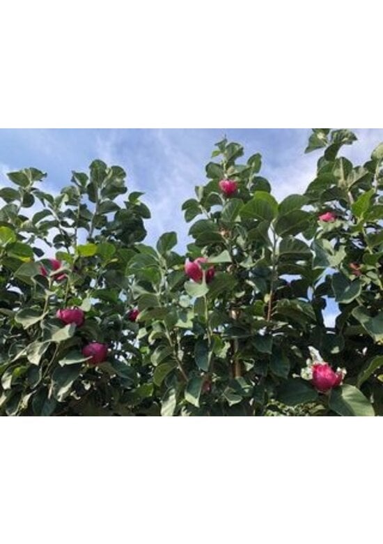 Schwarz-Rote Magnolie 'Black Tulip' | Magnolia 'Black Tulip'