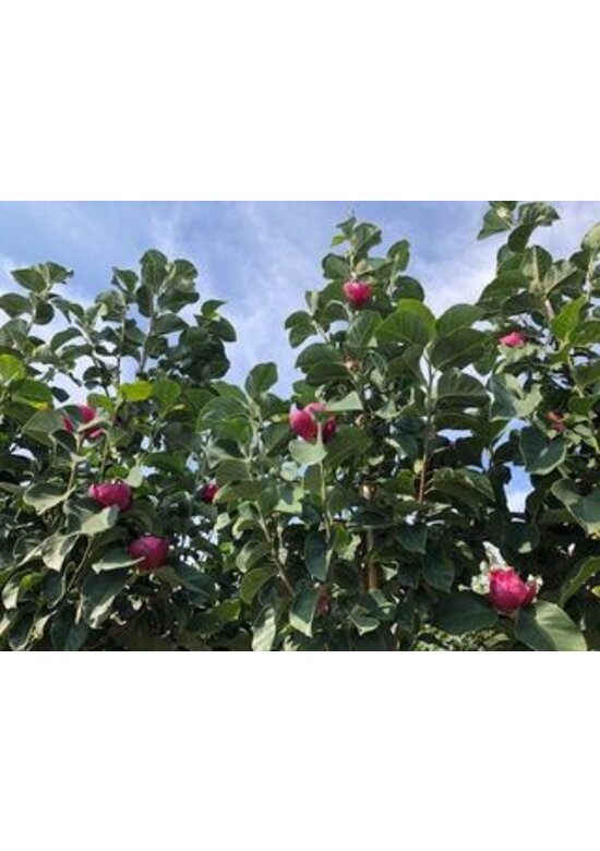 Schwarz-Rote Magnolie 'Black Tulip' | Magnolia 'Black Tulip'