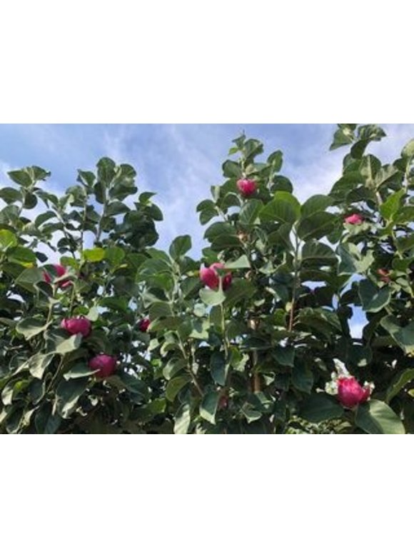 Schwarz-Rote Magnolie 'Black Tulip' | Magnolia 'Black Tulip' Schwarz-Rote Magnolie 'Black Tulip' | Magnolia 'Black Tulip'