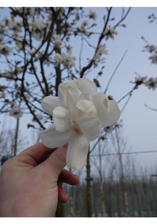 Magnolie 'Merrill' | Magnolia loebneri 'Merrill'