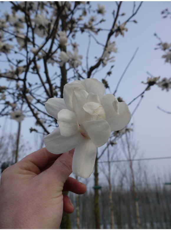 Magnolie 'Merrill' | Magnolia loebneri 'Merrill' Magnolie 'Merrill' | Magnolia loebneri 'Merrill'