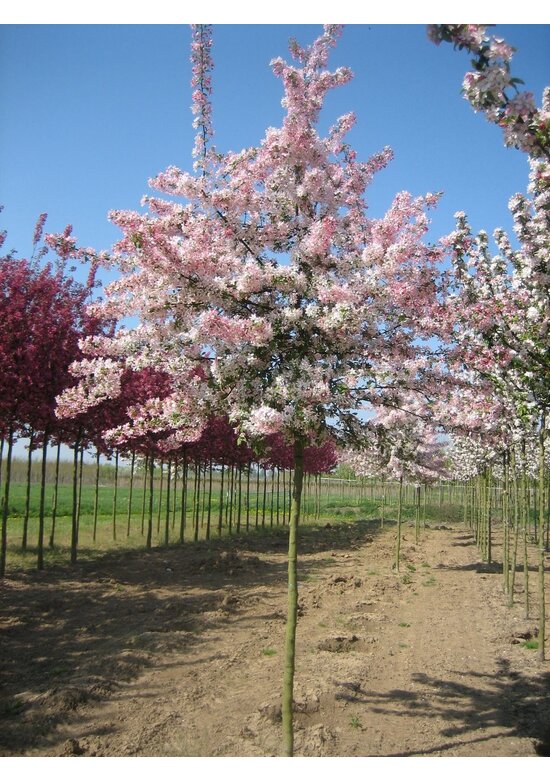 Vielblütiger Zierapfel 'Floribunda' | Malus 'Floribunda'