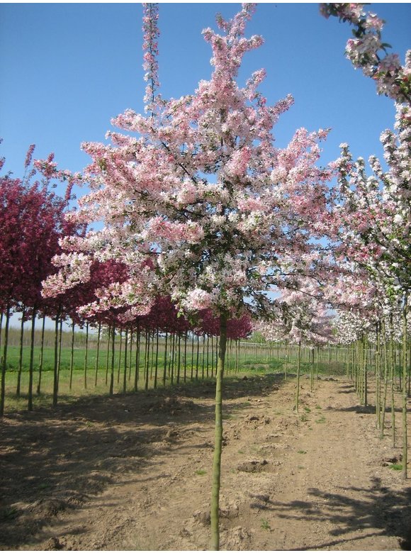 Vielblütiger Zierapfel 'Floribunda' | Malus 'Floribunda' Vielblütiger Zierapfel 'Floribunda' | Malus 'Floribunda'