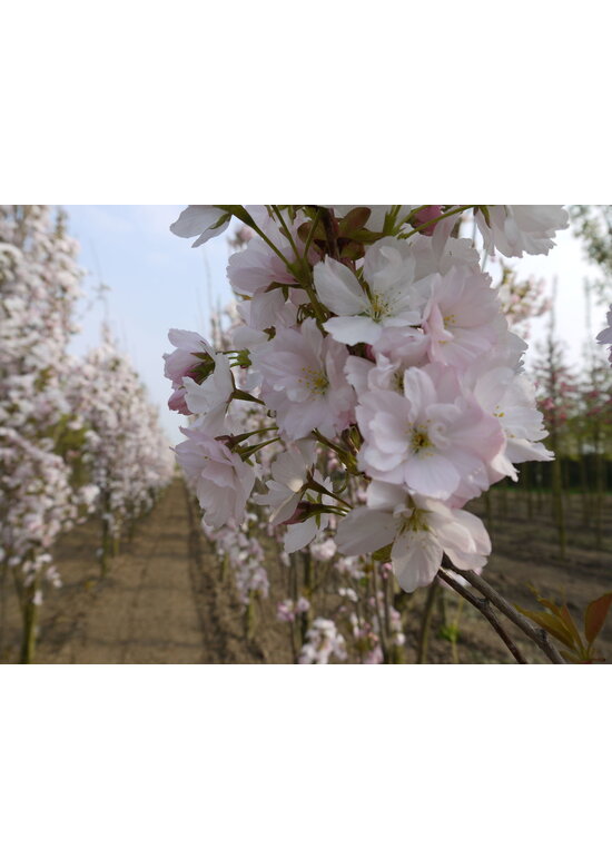 Säulenkirsche 'Amanogawa' | Prunus serrulata 'Amanogawa'
