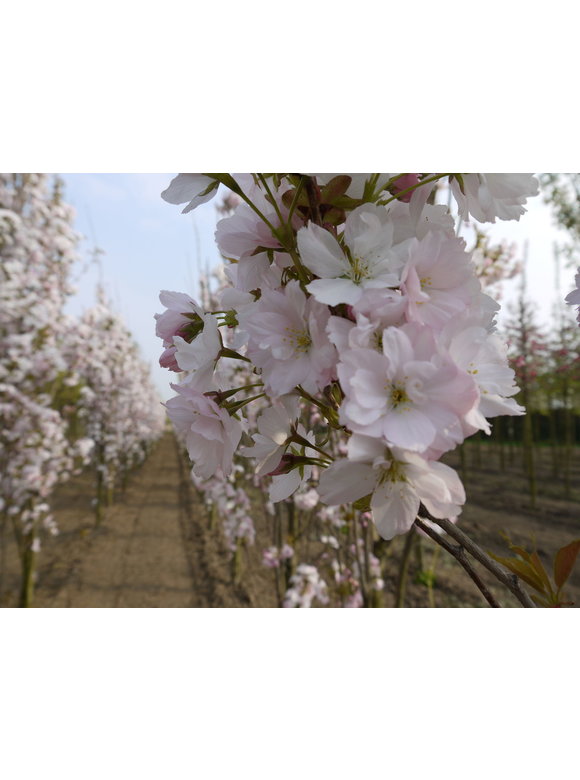 Japanische Säulenkirsche 'Amanogawa' | Prunus serrulata 'Amanogawa' Japanische Säulenkirsche 'Amanogawa' | Prunus serrulata 'Amanogawa'