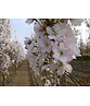 Säulenkirsche 'Amanogawa' | Prunus serrulata 'Amanogawa'