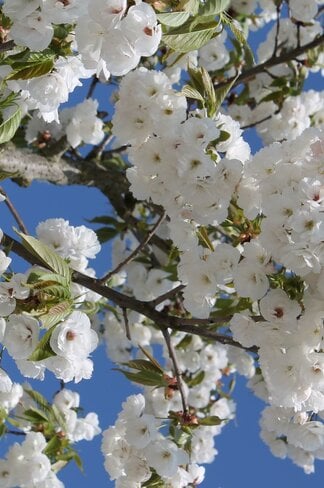 Fudschijama-Kirsche 'Shirotae' | Prunus serrulata 'Shirotae' Fudschijama-Kirsche 'Shirotae' | Prunus serrulata 'Shirotae'