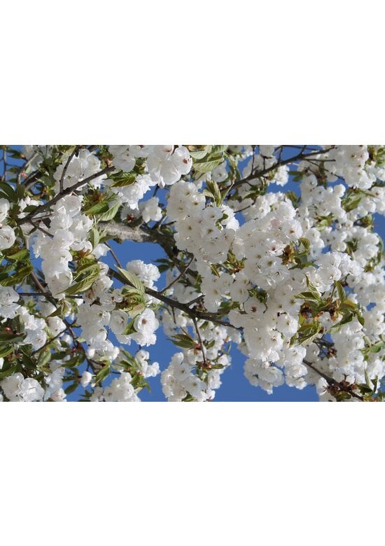 Fudschijama-Kirsche 'Shirotae' | Prunus serrulata 'Shirotae'