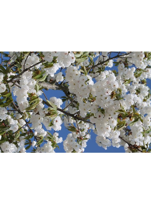 Fudschijama-Kirsche 'Shirotae' | Prunus serrulata 'Shirotae' Fudschijama-Kirsche 'Shirotae' | Prunus serrulata 'Shirotae'