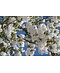 Venovi GmbH Fudschijama-Kirsche 'Shirotae' | Prunus serrulata 'Shirotae'