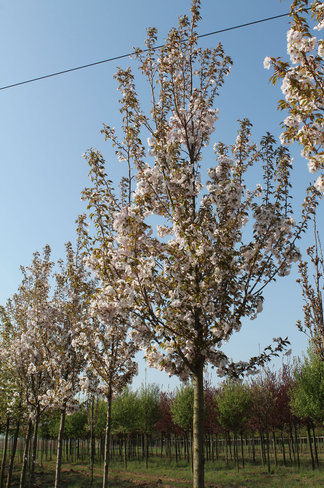 Zierkirsche 'Sunset Boulevard' | Prunus serrulata 'Sunset Boulevard'
