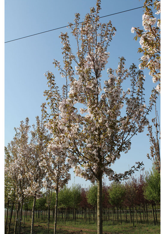 Zierkirsche 'Sunset Boulevard' | Prunus serrulata 'Sunset Boulevard' Zierkirsche 'Sunset Boulevard' | Prunus serrulata 'Sunset Boulevard'