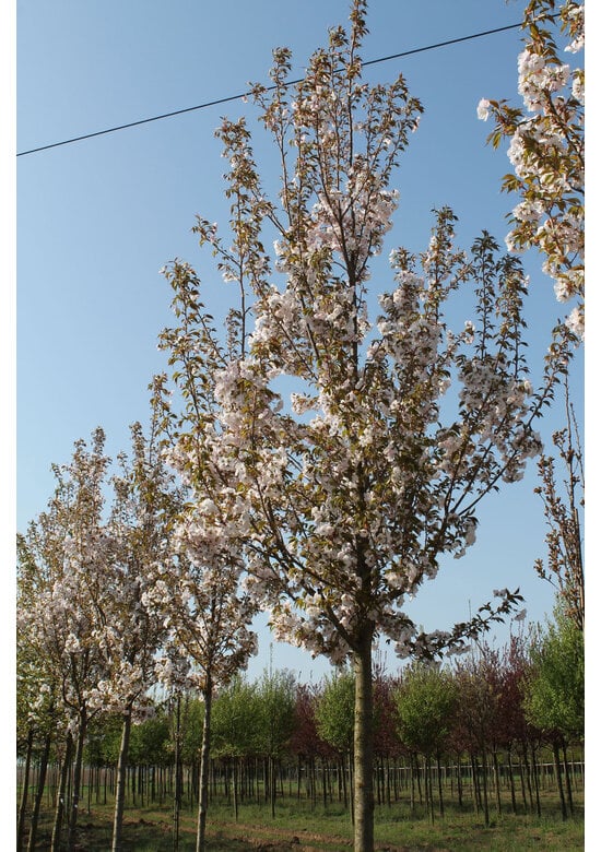 Zierkirsche 'Sunset Boulevard' | Prunus serrulata 'Sunset Boulevard'