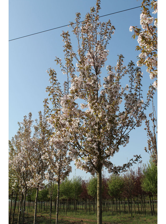 Zierkirsche 'Sunset Boulevard' | Prunus serrulata 'Sunset Boulevard' Zierkirsche 'Sunset Boulevard' | Prunus serrulata 'Sunset Boulevard'
