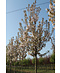 Zierkirsche 'Sunset Boulevard' | Prunus serrulata 'Sunset Boulevard'