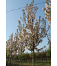 Zierkirsche 'Sunset Boulevard' | Prunus serrulata 'Sunset Boulevard' Zierkirsche 'Sunset Boulevard' | Prunus serrulata 'Sunset Boulevard'