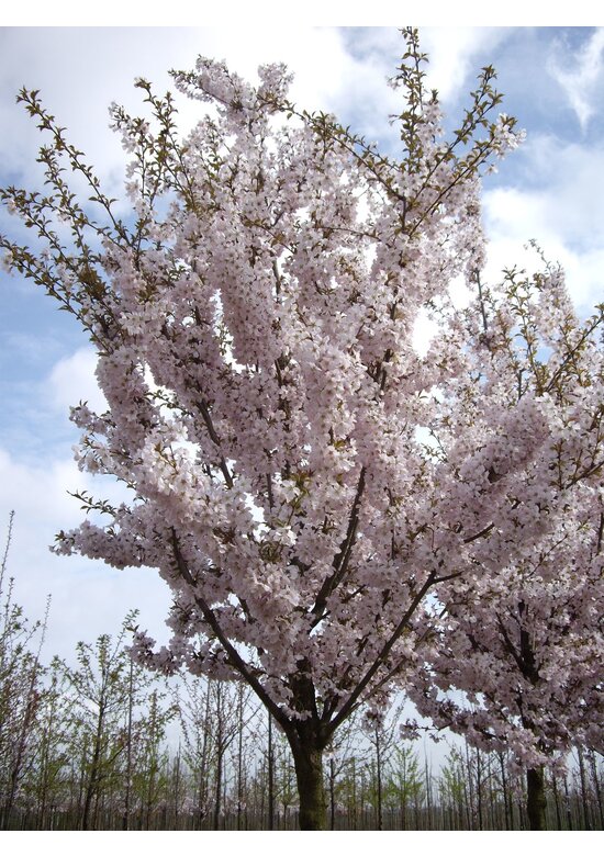 Frühlingskirsche - Zierkirsche 'Pandora' | Prunus 'Pandora'