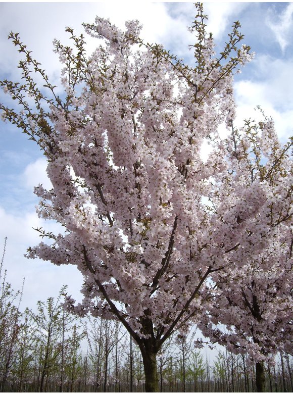 Frühlingskirsche - Zierkirsche 'Pandora' | Prunus 'Pandora' Frühlingskirsche - Zierkirsche 'Pandora' | Prunus 'Pandora'