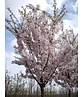 Frühlingskirsche - Zierkirsche 'Pandora' | Prunus 'Pandora'